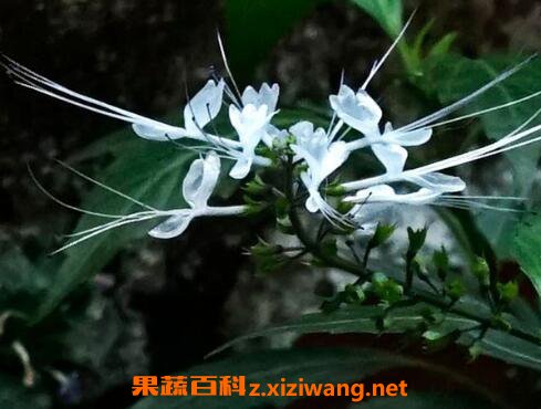 猫须草的功效与作用及药用价值