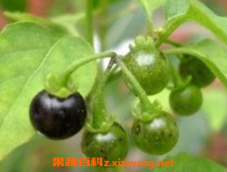 苦天茄图片 苦天茄的功效与作用