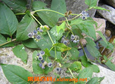 火炭母的功效与作用