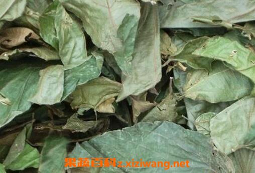 布渣叶的功效与作用及食用方法