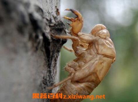 蝉蜕的功效与作用及禁忌