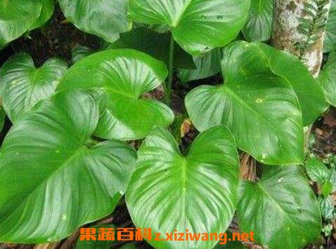 千年健的功效与作用及副作用