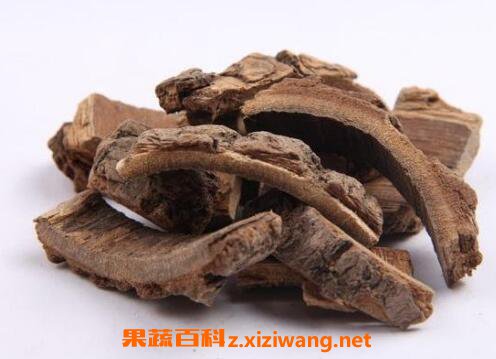 海桐皮的功效与作用及药用价值