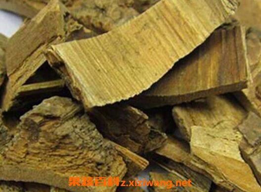 海桐皮的功效与作用及药用价值