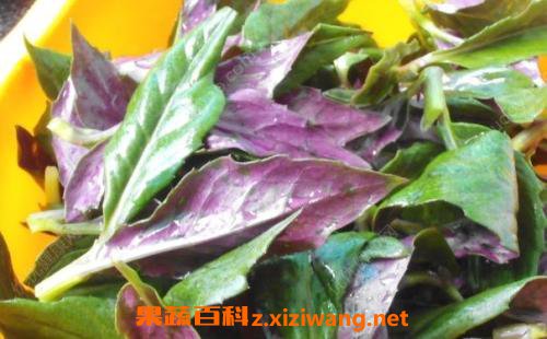 紫背菜