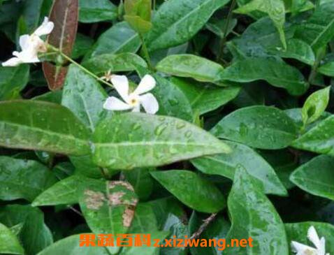 络石藤的功效与作用及药用价值