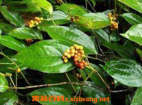 海风藤的功效与作用及药用价值