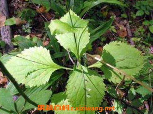 透骨草的副作用 透骨草的使用禁忌