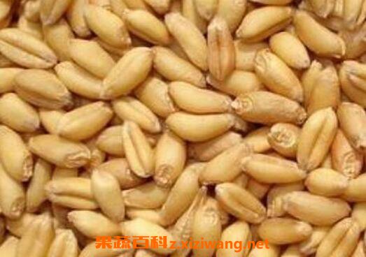 煮熟的麦子怎么去皮 新鲜麦子怎么吃