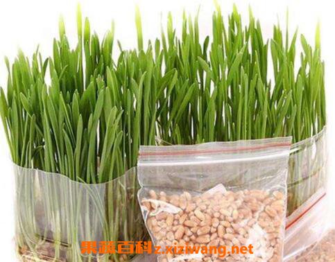 发芽的麦子怎么办 发芽的麦子有什么用