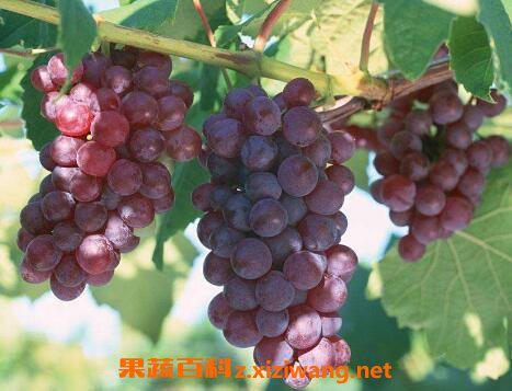  葡萄皮怎么容易</div>
<div class=