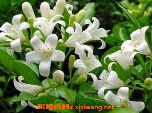 九里香的功效与作用及药用价值