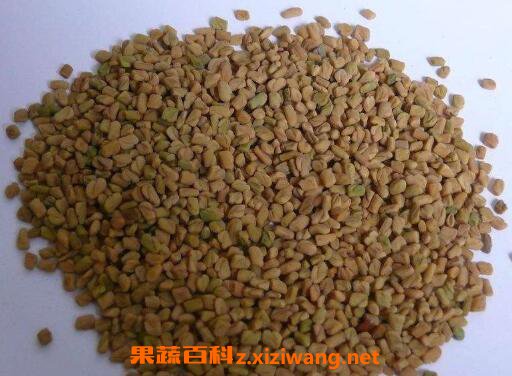 葶苈子的功效与作用及食用方法