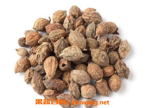 益智仁的功效与作用及药用价值