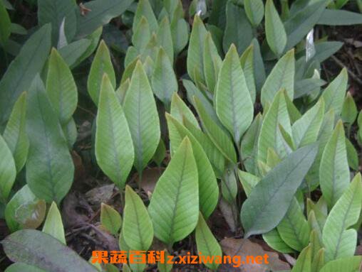 石韦的功效与作用及药用价值