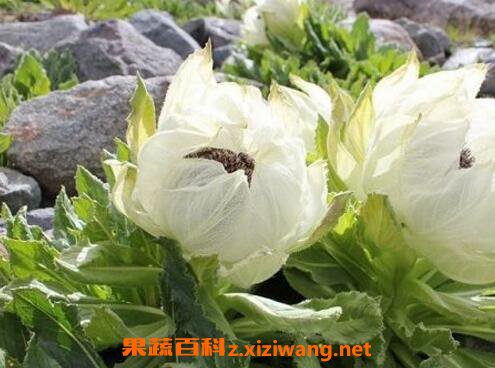 雪莲花茶的功效与作用