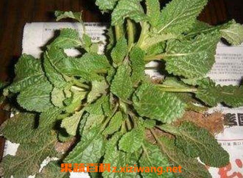 蛤蟆衣和车前草的区别