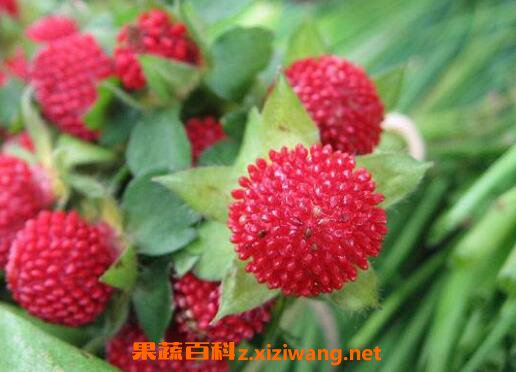 蛇莓的功效与作用及药用价值