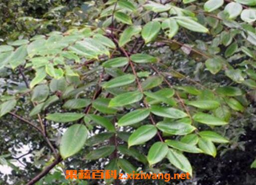 透骨草的功效与作用 透骨草能治什么病