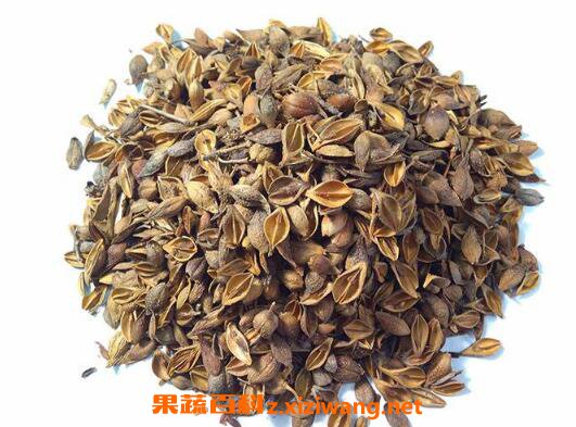 连翘壳的功效与作用