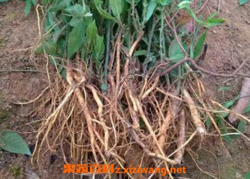 五指牛奶的功效与作用