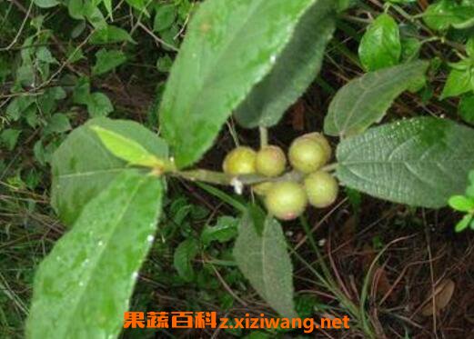 五指牛奶的功效与作用