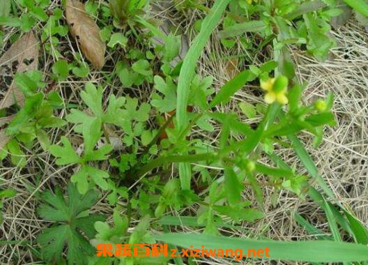 猫爪草的功效与作用 猫爪草的常见用法