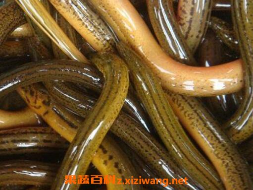 黄鳝血的功效与作用