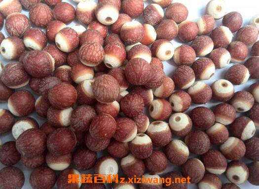 鸡头米的功效与作用