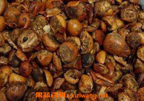 川楝子的功效与作用 川楝子的食用方法