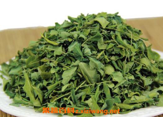 辣木叶泡水有什么作用