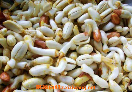 花生芽的功效与作用及食用方法