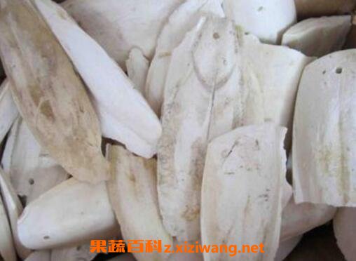 中药海螵蛸的功效与作用