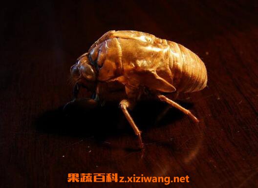 蝉蜕的功效与作用及药用价值
