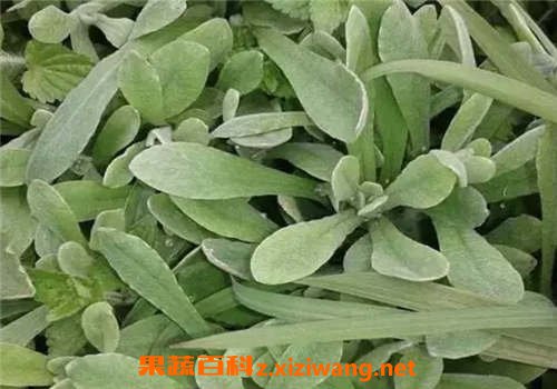 清明菜的功效与作用