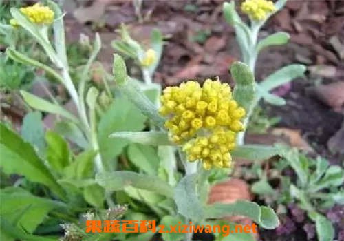 清明菜的功效与作用