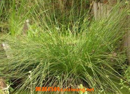 灯心草的功效与作用及食用方法