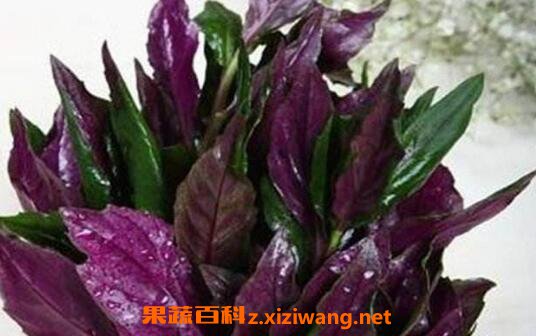 紫背天葵的功效及禁忌