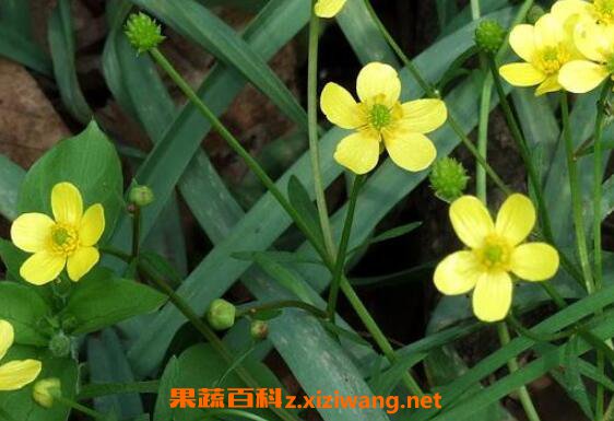 猫爪草的功效与作用 猫爪草的食用禁忌