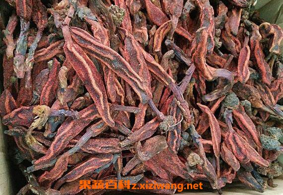 不老草的功效与作用