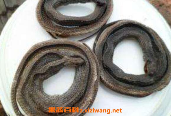 乌蛇丸的功效与作用及药用价值