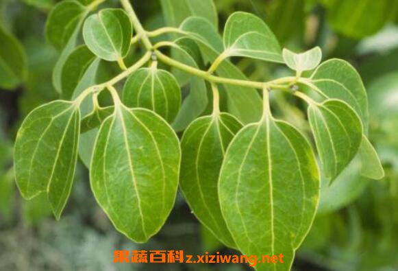 肉桂叶的功效与作用