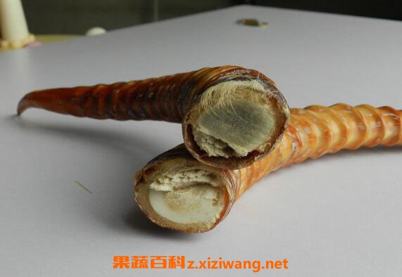 羚羊角的功效与作用及药用价值