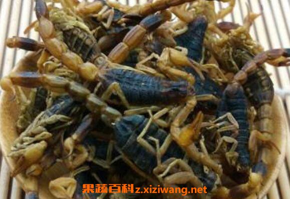 全蝎的作用与功效