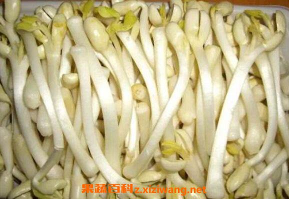 花生芽的营养价值与功效