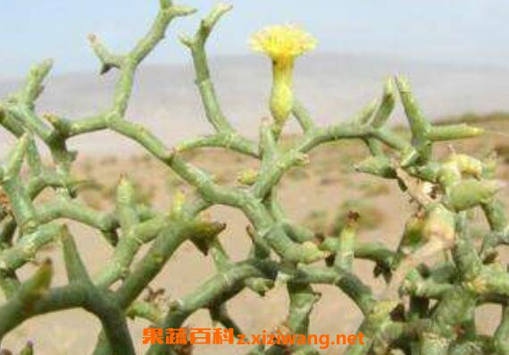 牡蛎参草的功效与作用