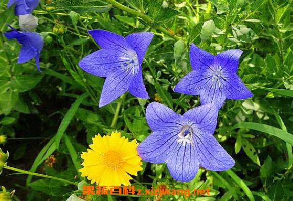 桔梗花的功效与作用 桔梗花的养殖方法