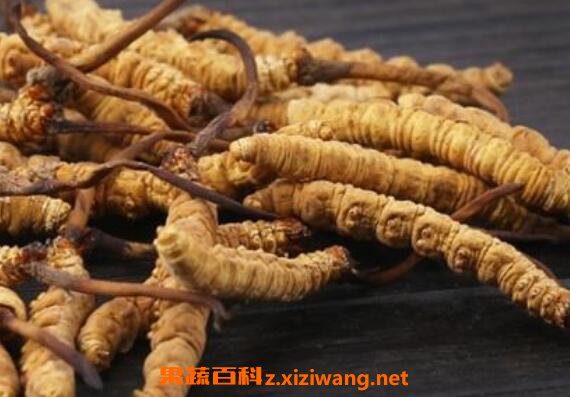 冬虫夏草的功效与作用有哪些