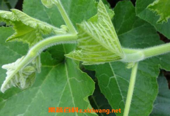 南瓜茎叶的功效与作用 