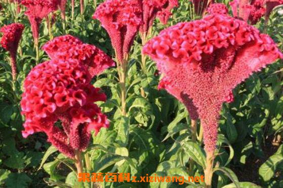  鸡冠花怎么养 鸡冠花的养殖方法和注意事项